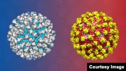 Visualisasi antibodi 2D22 yang dapat menetralisi virus serotipe 2. (Courtesy: Guntur Fibriansah / Duke-NUS Graduate Medical School Singapore)