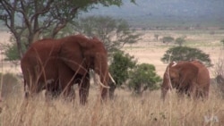 Elephant Summit Results in $5M in Pledges, Presidential Support