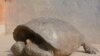 Tortoise Not Seen for Over 110 Years Found on Galapagos Island