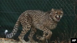 A cheetah is prepared for translocation at the Cheetah Conservation Fund (CCF) in Otjiwarongo, Namibia, Sept. 16, 2022.
