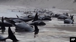 This photo provided by Huon Aquaculture, shows whales stranded at Macquarie Harbor in Strahan, Tasmania, Australia, Sept. 21, 2022.