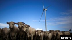 FILE - Cattle gather in a field near a wind turbine in the Landes de Couesme wind farm near La Gacilly, western France, April 26, 2014. (REUTERS/Stephane Mahe/File Photo)