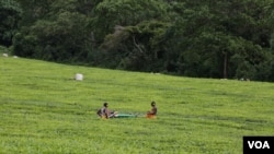 FILE - Workers pick tea on one of the farms in Kericho, Kenya. The tea farms of Kericho have employed tens of thousands of Kenyans. A 2023 survey of farmers in eight countries, including Kenya, found that most have already felt the impact of climate change. (Mohammed Yusuf/VOA)