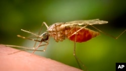Seekor nyamuk Anopheles funestus betina yang sedang makan. Spesies ini dikenal sebagai vektor penyakit parasit malaria. (James Gathany/CDC melalui AP)