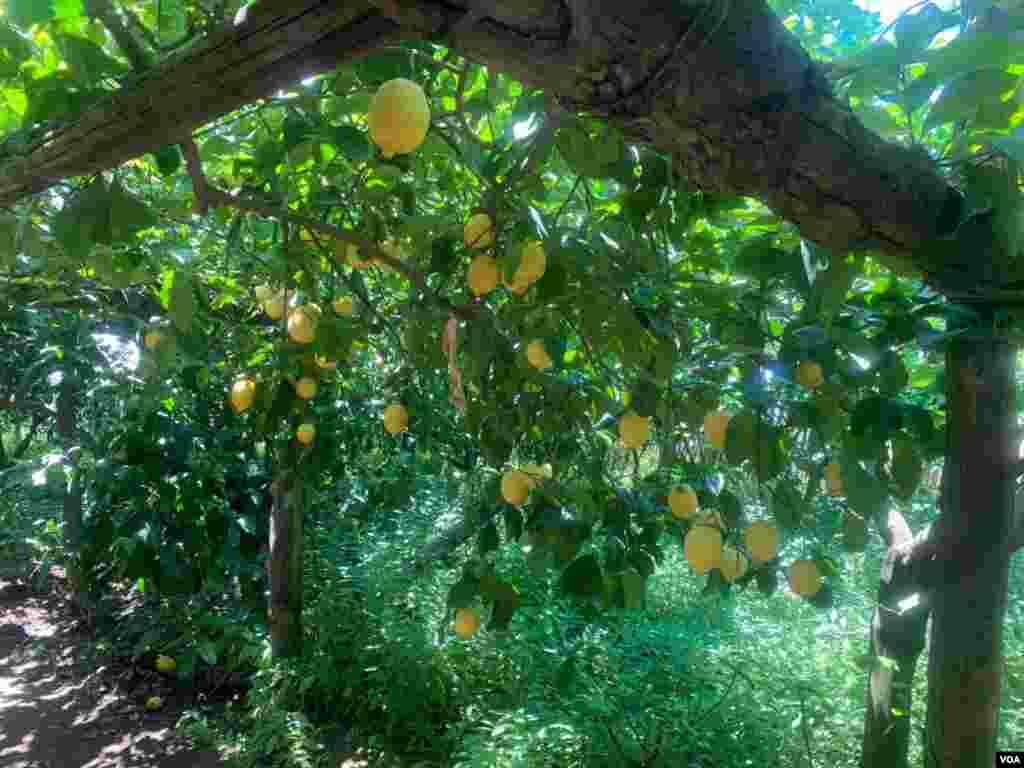Lemons are the typical fruit of Italy&#39;s Amalfi Coast (Sabina Castelfranco/VOA)