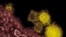 Mountain Laboratories shows novel coronavirus particles, also known as the MERS virus, colorized in yellow. The mysterious new respiratory virus that originated in the Middle East spreads easily between people and appears more deadly than SARS.