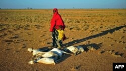 FILE - A woman and a boy walk past a flock of dead goats in a dry land close to Dhahar in Puntland, northeastern Somalia, Dec. 5, 2016.