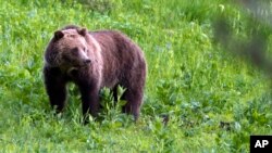FILE - This July 6, 2011, file photo shows a grizzly bear roaming near Beaver Lake in Yellowstone National Park, Wyoming. 