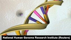 A DNA double helix is seen in an undated artist's illustration. Scientists have engineered a gene-editing technique called CRISPR/Cas9 to cut out the HIV-infected DNA from cells.