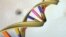 A DNA double helix is seen in an undated artist's illustration released by the National Human Genome Research Institute. For the first time, U.S. scientists have successfully edited genes of human embryos.