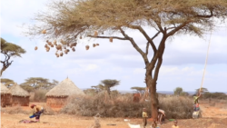 Godinaalee Kibba Baha Oromiyaa 7 Keessatti Uummatni Kuma 800 Hongeef Saaxilamuun Ibsame