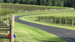 ქართულ ქვევრში დაყენებული ამერიკული სიდრი