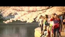 Cherry Blossom Festival 