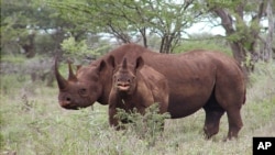 FILE - A black rhino male and calf graze in Mkuze, South Africa. The San Francisco Zoo celebrated the birthday of North America's oldest black rhino.
