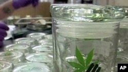 Containers of medical marijuana at the Harborside Health Center