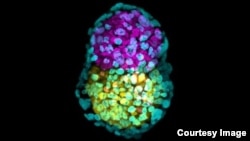 Synthetic embryo-like structure made of three stem cells types in yellow, pink and green. (Credit: Zernicka-Goetz lab, University of Cambridge)