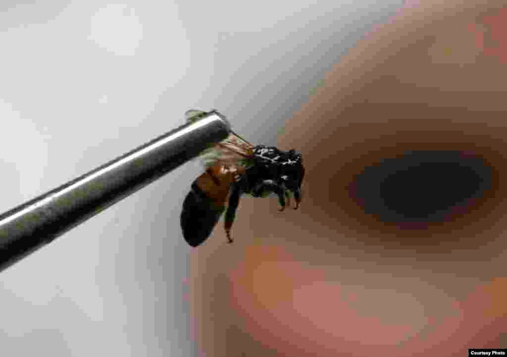 A new laboratory was established in Jordan to protect bees from infectious diseases following an outbreak that decimated nearly half of the region's bee hives in 2008. (Photo: Reuters)