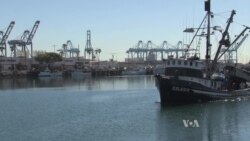 Southern California Fisheries Hit Hard By Unusual Water Temperatures