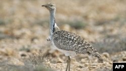 Burung bustard houbara yang langka.