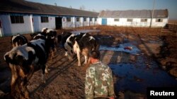 一位男子把他的奶牛赶往内蒙古呼和浩特郊外的一处挤奶站。（资料照）