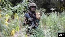 A member of the Senegalese Armed Forces walks through a field of marijuana at a captured Movement of Democratic Forces of Casamance rebel base in Blaze Forest on February 9, 2021. 