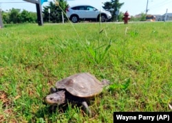 A turtle crawls through the grass away from a roadway at the Wetlands Institute in Stone Harbor, N.J., June 8, 2022. (AP Photo/Wayne Parry)