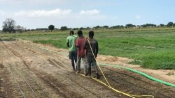Emissão Vespertina 17 Maio 2023: Milhares de toneladas de produtos agrícolas apodrecem nos campos de Angola 
