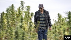 Traditionnellement cultivé depuis des siècles, mais juste toléré aujourd'hui, le "kif" fait vivre au moins 60.000 familles.