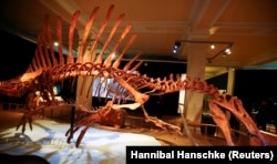 A skeleton model of a Spinosaurus is seen at the temporary exhibition "Spinosaurus" at the Natural History Museum in Berlin, Germany, February 8, 2016. (REUTERS/Hannibal Hanschke)