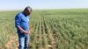US Faces Small Wheat Harvest as World Supplies Shrink 