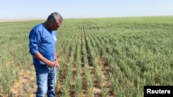 Gary Millershaski, a farmer and scout on the Wheat Quality Council's Kansas wheat tour, inspects winter wheat stunted by drought near Syracuse, Kansas, U.S., May 18, 2022. (REUTERS/Julie Ingwersen)
