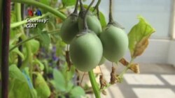 Solusi Masalah Pengadaan Pangan dari Alam