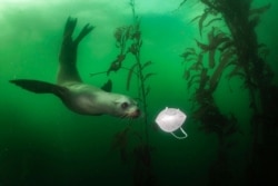 A curious California sea lion swims toward a face mask in this image released by World Press Photo, April 15, 2021, by Ralph Pace, which won the first prize in the Environment Singles category.
