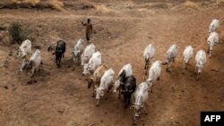 Fulani Makiyayi Da Shanunsa a Sokoto