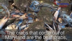 Blue Crabs: A Messy Meal from the Chesapeake Bay