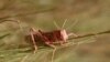 FAO Warns of Locust Threat in Mali and Niger