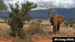 Elephants in Tsavo East National Park, Kenya, April 20, 2016.