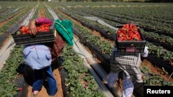 Des ouvriers agricoles ramassent des fraises dans la ville de Moulay, dans la province de Kenitra, au Maroc, le 15 mars 2014.