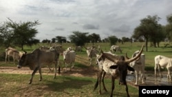 Cows are seen in Widou Thiengoly, Senegal, one of the countries involved in the Great Green Wall initiative that aims to green the Sahel and support local communities. (Agathe Euzen/Great Green Wall Researchers)