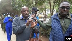 Mtetezi wa haki za Wamasai akikamatwa wakati wa maandamano mjini Nairobi, ya kupinga kuondolewa kwa jamii ya Masai katika hifadhi ya Ngorongoro nchini Tanzania, June 17, 2022. Picha ya AFP