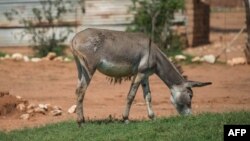 Le principal consommateur de peau d'âne est la Chine, qui a besoin de plus de dix millions de bêtes par an pour nourrir le marché.
