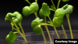 U.S. researchers have reported success using an artificial method of photosynthesis to grow different plants in complete darkness. (Image Credit: Marcus Harland-Dunaway/University of California Riverside )