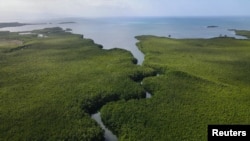 An aerial view of the mangroves of Guadeloupe, a French archipelago in the Caribbean, where the unusually large bacterium Thiomargarita magnifica was found. (Hugo Bret/U.S. Department of Energy's Lawrence Berkeley National Laboratory/Handout via REUTERS)