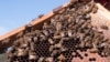 Bees are seen on a honeycomb at an apiary in the New South Wales town of Somersby, Australia, April 20, 2021.