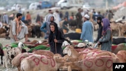 سازمان جهانی صحت گفته است که برای وقایه و جلوگیری از گسترش این بیماری، باید در هنگام ذبح حیوانات به شمول گاو، گوسفند و بز از دستکش و چپن محافظتی که "آستین و دامن" آن دراز باشد، استفاده شود.