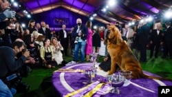 Westminster Dog Show