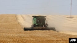 Ukrainaning Odessa viloyatida bug'doy o'rimi, 2022-yil, 14-iyun