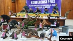 Sejumlah barang bukti satwa dilindungi yang telah diawetkan, Jumat 17 Juni 2022. (Courtesy: BKSDA Sumbar)