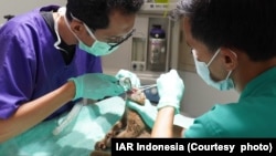 Dokter Hewan Imam Arifin tengah mengoperasi gigi Gipo yang infeksi