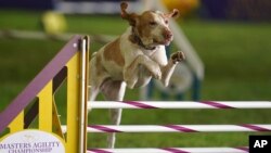 Elvira, a bracco Italiano, competes in the 24 inch class at the Masters Agility Competition during the 146th Westminster Dog Show on, June 18, 2022 in Tarrytown, N.Y. (AP Photo/Vera Nieuwenhuis, File)